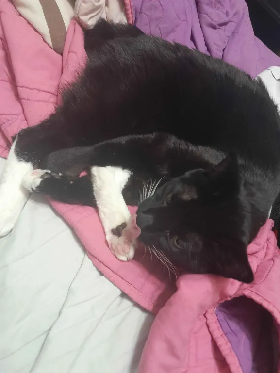 ComfyFishy's tweet photo. @darkavey a baby!! my tuxedo is named Mephistopheles but we call her Mephi for short or Miss Socks. https://t.co/GhggZsXuHN