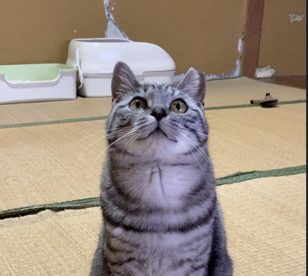 人間大好きMIXアメショのアメちゃん
石川県 ♀ 生後3才 の"アメ（仮）"ちゃんです。
 #猫の里親募集 #石川県
詳細：neko-jirushi.com/foster/233610/
写真：