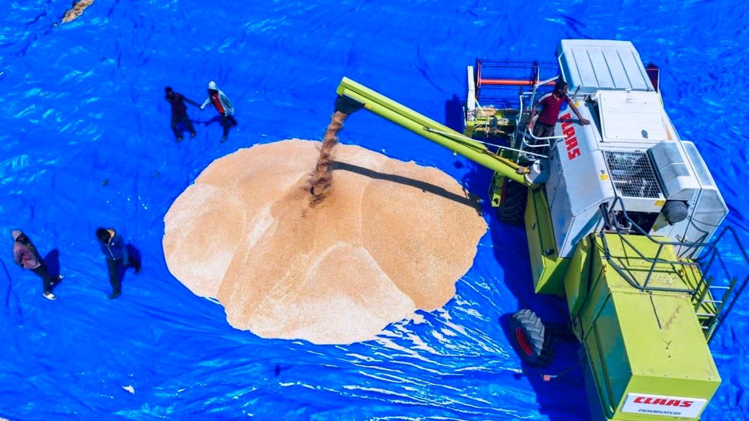 Ethiopia’s National Wheat Program is anchored in the goal to shift the country to a self-sufficient producer by increasing productivity, expanding irrigated cultivation, strengthening seed systems, and supporting smallholder farmers in key regions. During the first two quarters