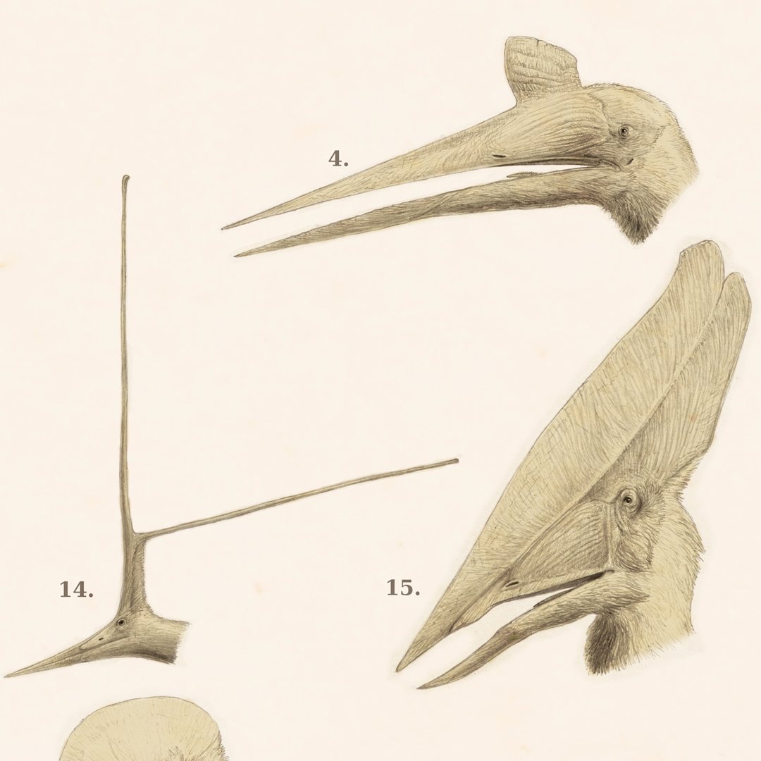 JoschuaKnuppe's tweet image. remember when I did this poster of pterosaur cranial diversity? Well, there might be something in a similar vain coming...