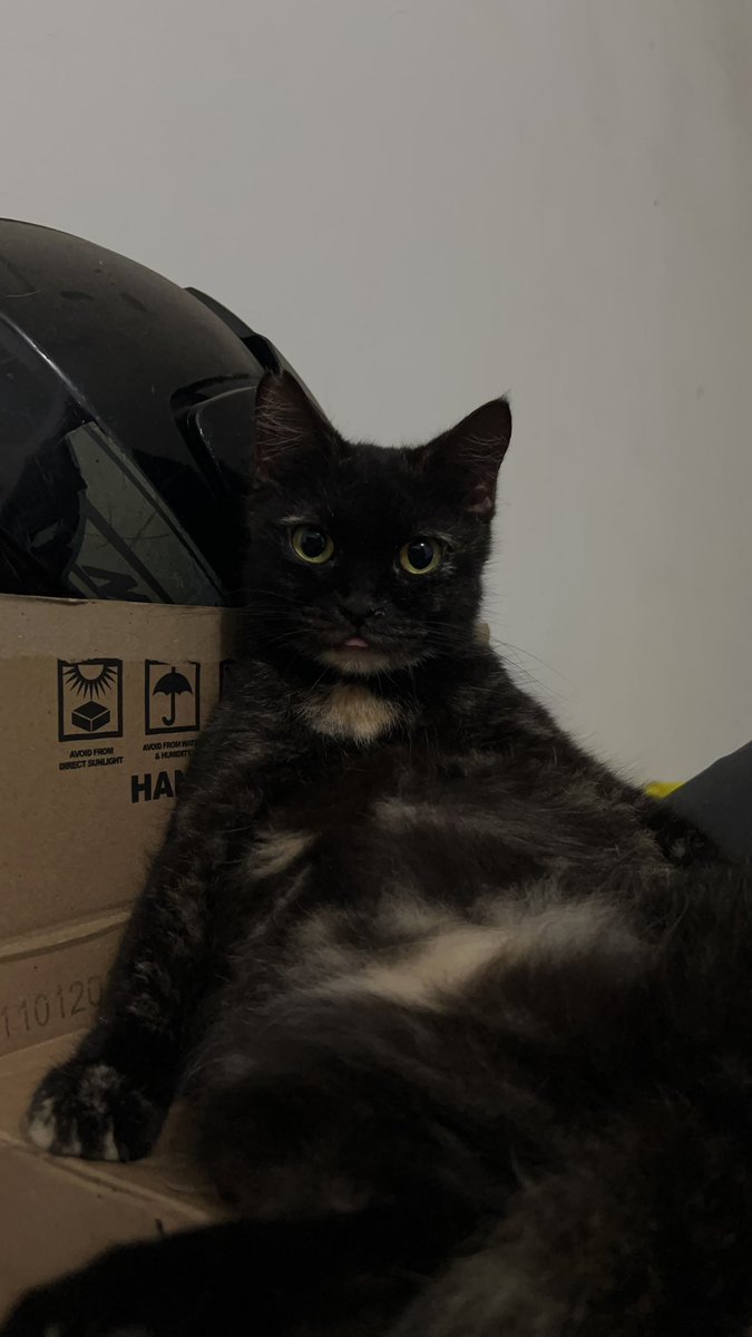 Jaklingko Cat tweet media