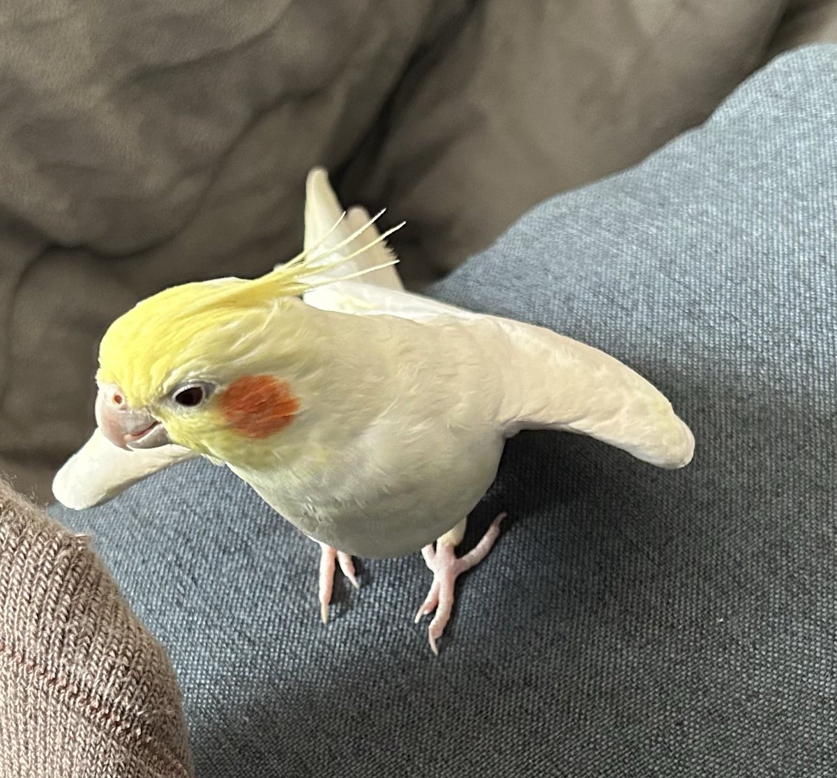今日のぷりん

靴下に気付き、歌う直前の漢

 #オカメインコ