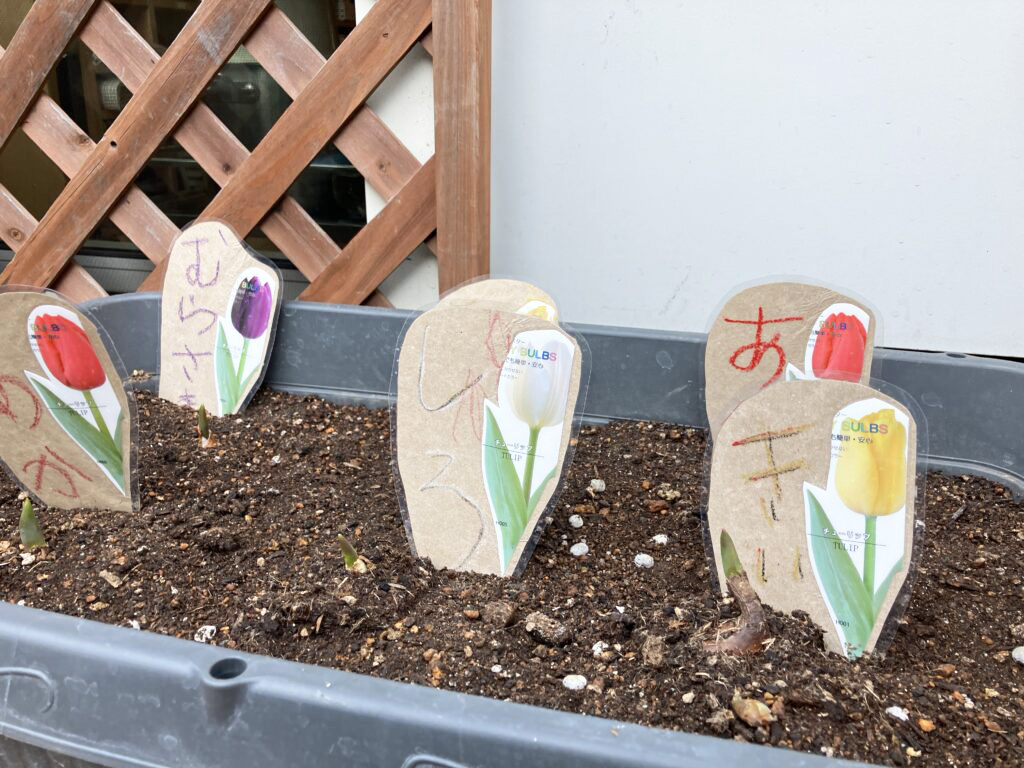 tzhm01's tweet photo. 🌱#とうきょうすくわくプログラム ～自然～🌷
園内テラスにチューリップを植えました。
球根を手に取り「これなに？」と観察したり、
「ちゅーりっぷ さくの？」と咲く日を楽しみにするこどもたち。

毎日水やりをし��がら、
自然を身近に感じる時間を大切にしています。

#保育園
#町田市 
#入園 https://t.co/aXjf0aqihn