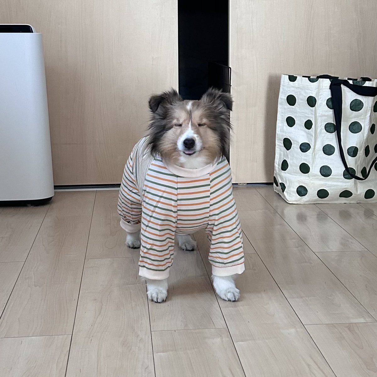 oinrno's tweet image. はじめての長袖…ふしぎなバランス…