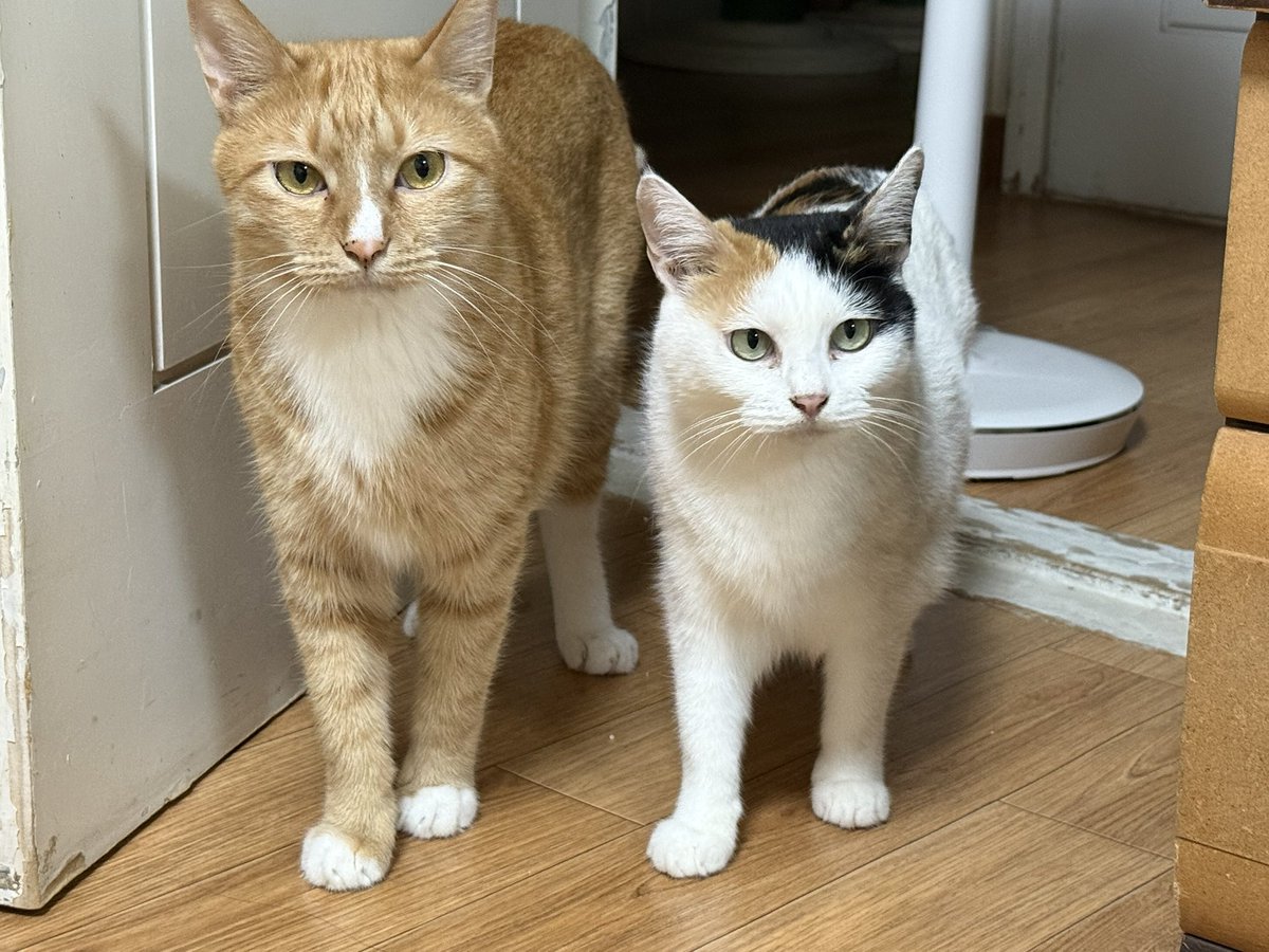 여기도 모자입니다