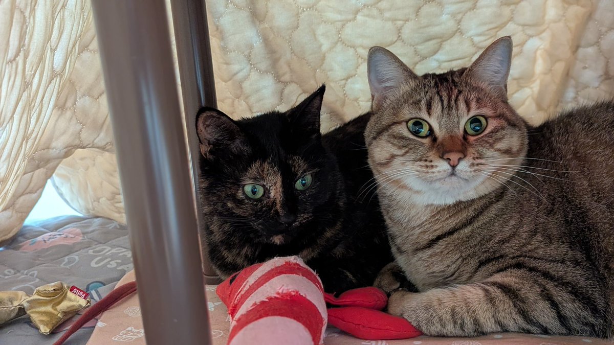 ねこねこねこね Amazon.co.jp: ねこねこねこね (至光社ブッククラブ国際版絵本) : 篠崎