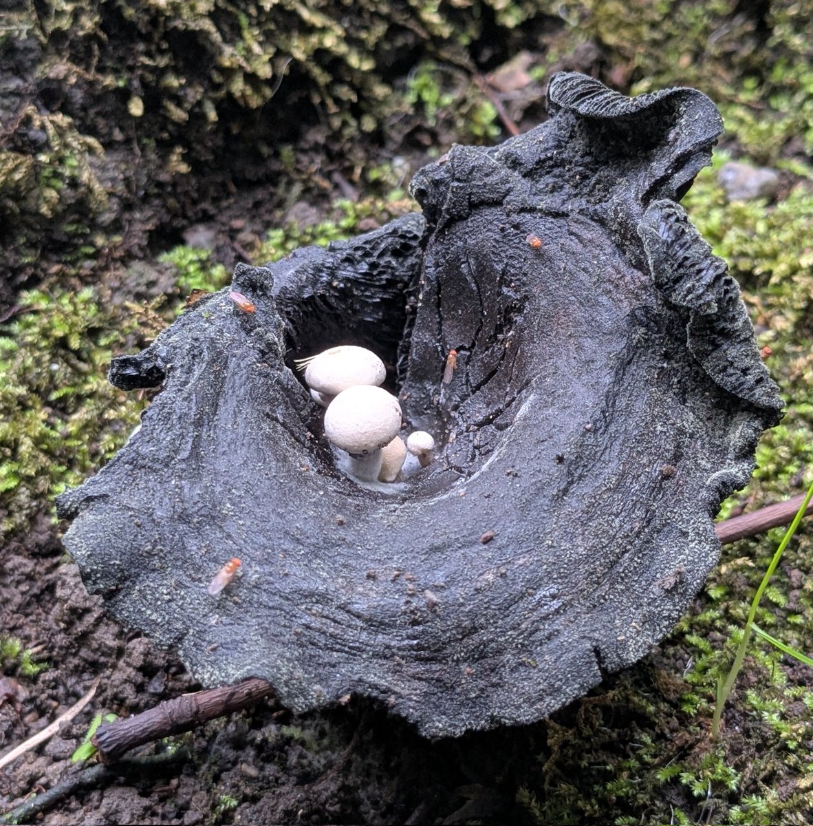 きのこのシロ (@kinokonoshiro) / Posts / X