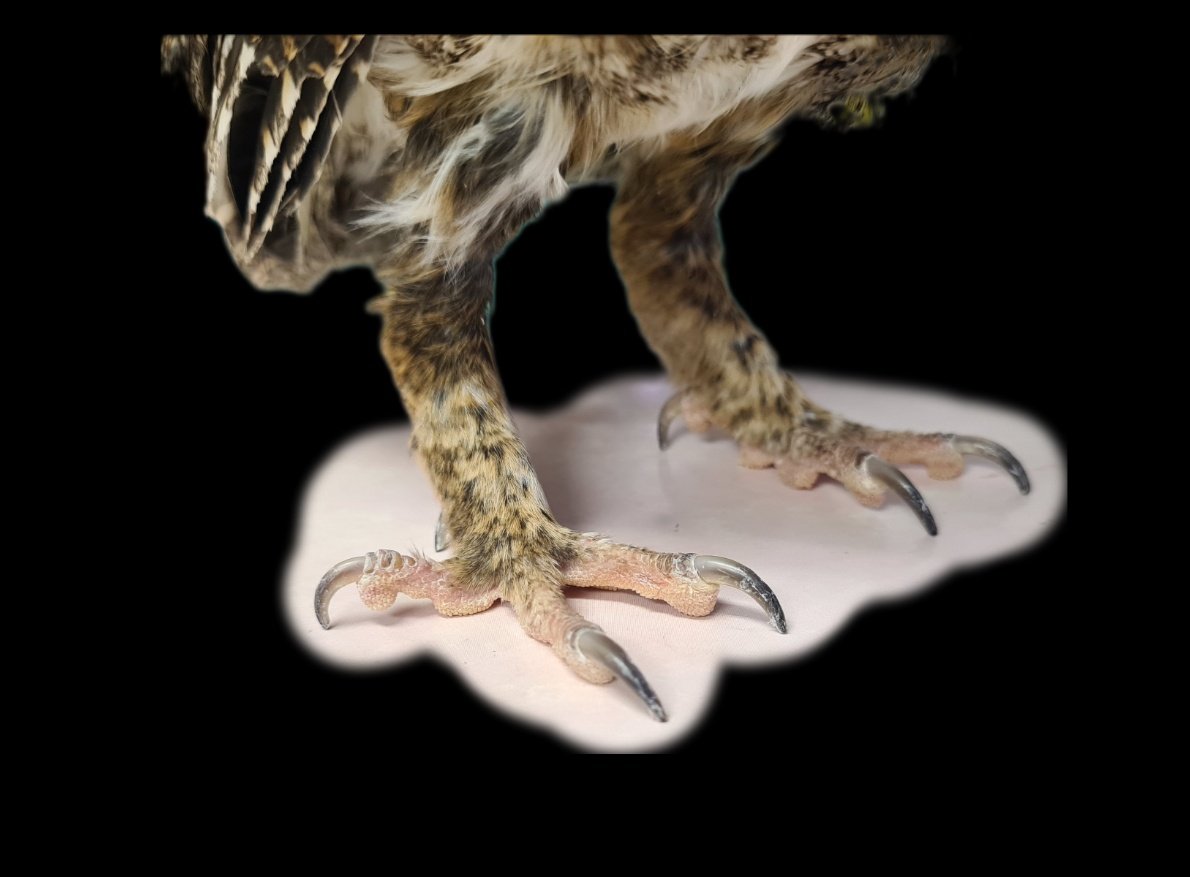 バ先の子のぶっとくなったお爪のコーピング✂
先まで根元と同じくらいの太さになってました💦
結構やるの上手になった気がする🤔