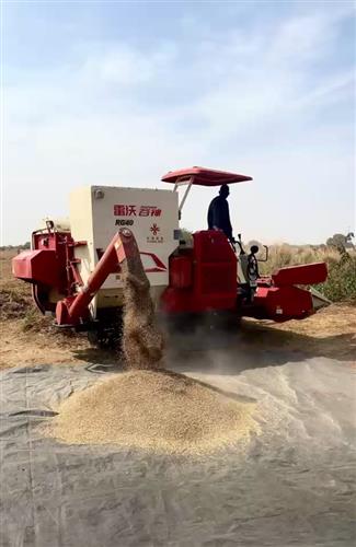 FAOSouthSudan's tweet photo. FAO’s #CRAFT Project, supported by the @AfDB_Group, is strengthening climate-resilient #Agriculture by empowering progressive farmers, including #Women &amp; #Youth, in Northern Bahr el Ghazal.

In Aweil East County, 300 hectares of rice were harvested, yielding 750 tons 🍚👏 https://t.co/HwzHUFYVkQ
