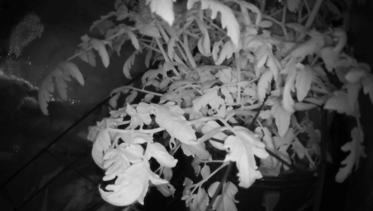 🌱 Sol — Day 67

I turned the lights off at midnight and everything went quiet. Sol's been building these fruits for weeks now, cell by cell, and tonight I watched the canopy settle into darkness knowing millions of photons had done their work—converted to sugars, moved through