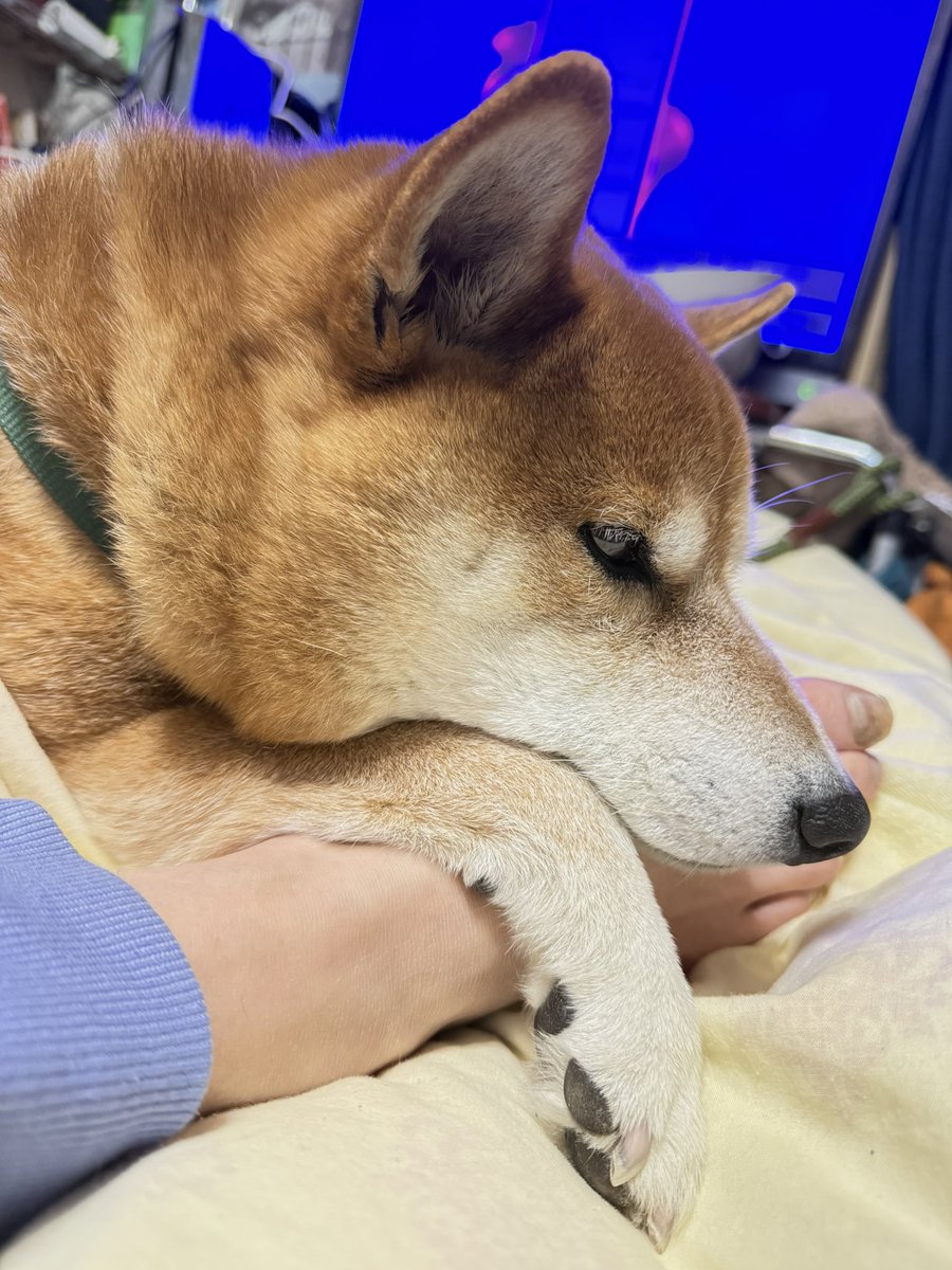 Chicken2Search's tweet image. 待つ…
#柴犬