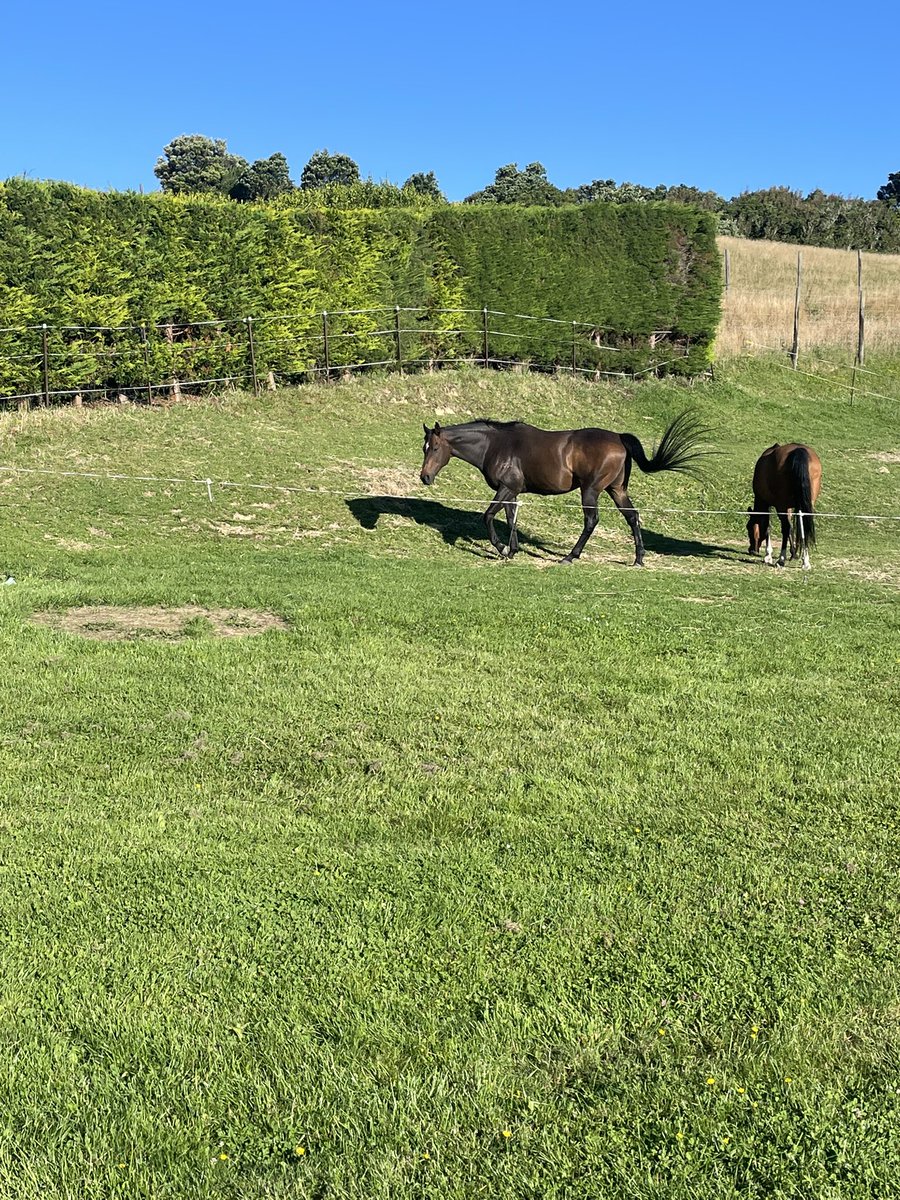 Matty_Pitman's tweet photo. On the eve of tomorrow’s Wellington Cup we got to visit a stable legend!!

Enzo’s Lad had 50 career starts for 8 wins, 4 at Group &amp; Listed level. He was a dual Group 1 winner of the Telegraph Handicap at Trentham. Enzo took his connection’s to Hong Kong and Royal Ascot. https://t.co/1i2cFeCA4v