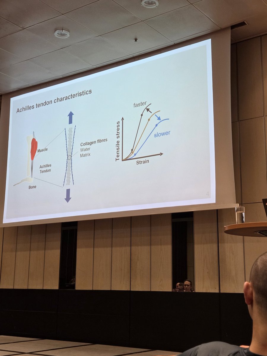 Seth0Neill's tweet photo. When loading rapidly a tendon can withstand greater load (Isaksson) 
#Sportskongres2026 https://t.co/MFzdvzv1wv