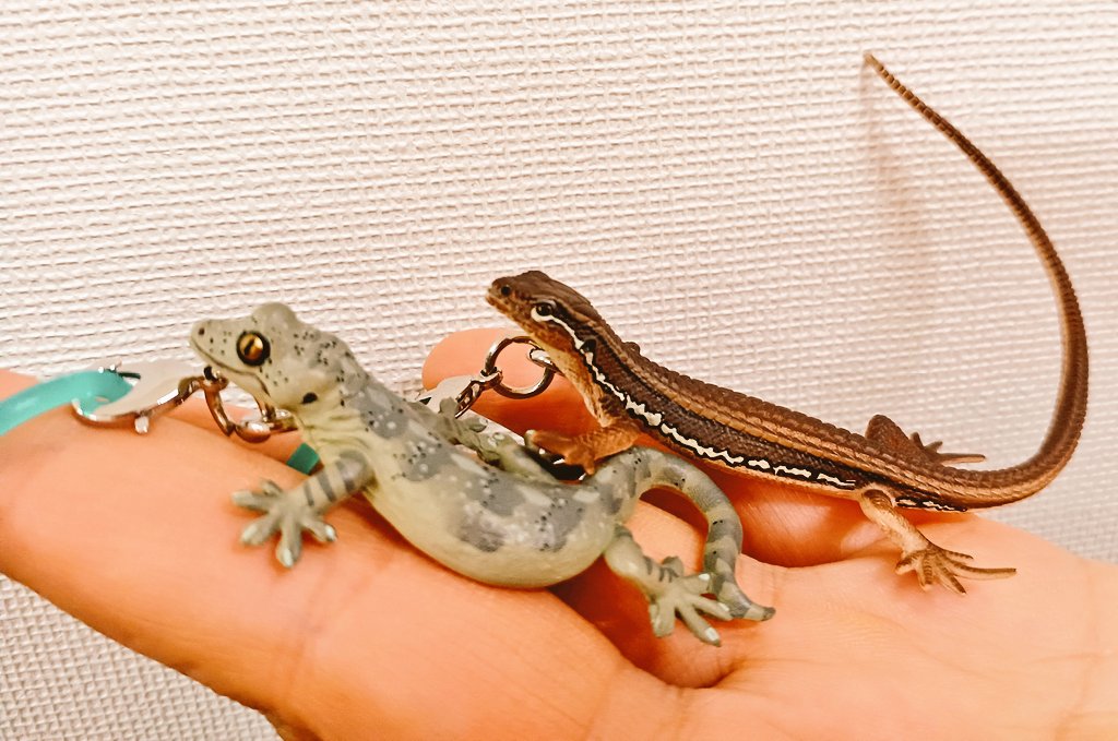 depongon's tweet photo. 🦎トカゲとヤモリ🦎
めじるしマスコット

大きさも色合いもリアル🦎いきもん　さんはどのカプセルトイもクオリティが凄いΣ( ￣□￣)‼️

すでに機械の中は数匹しか残っておらず、とりあえず2匹捕獲できました🦎

#いきもん https://t.co/kTMxf6Eu0D