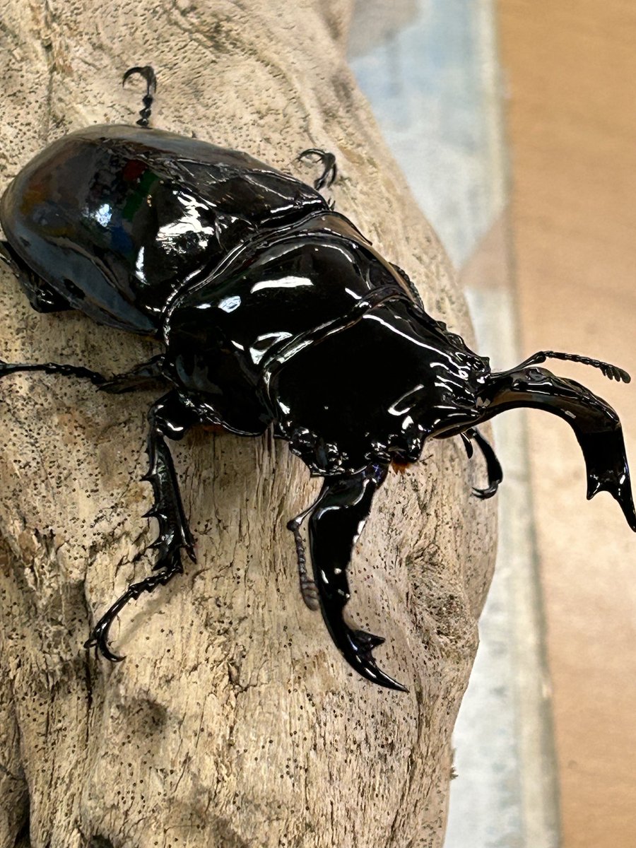 人気種いろいろ入荷しました。 タランドゥス9ペア・レギウス84UP他3