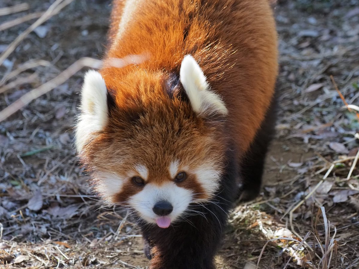 みいちゃんは今日も舌👅出して歩いてた💦 ＃千葉市動物公園
