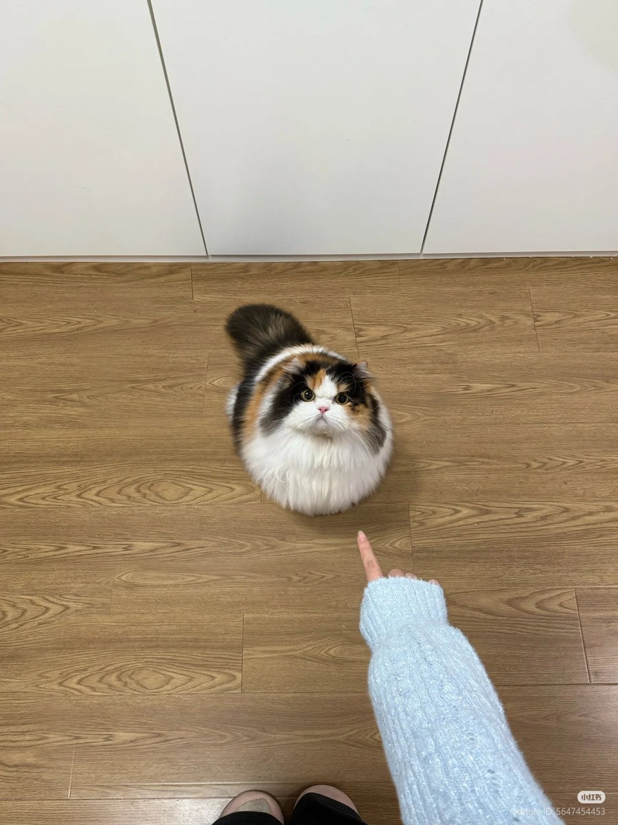 nocontextscats's tweet image. YOU!!!🫵🏻