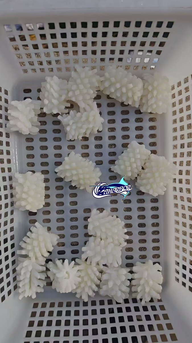 CCaharbor's tweet photo. ✅Squid Pineapple Flower
-Customized size and glaze
🥂Welcome to inquire
-Email: sales03@caharbor.com
-WhatsApp/Wechat: +86 17350998197
#squidflower #squidpineapplecut #giantsquid #indianoceansquid #illexsquid #squid #squidfactory https://t.co/YZXIR6lbp3
