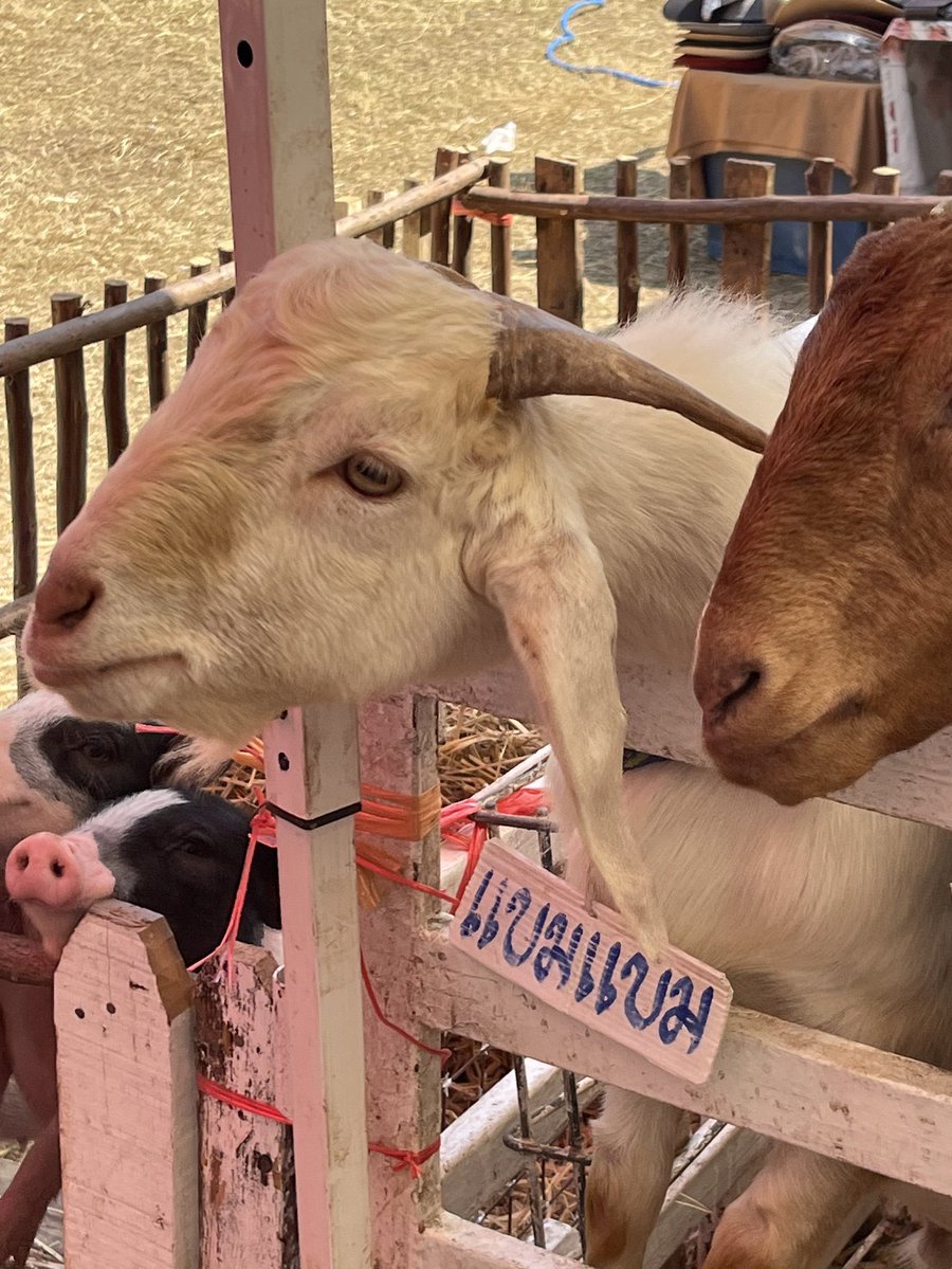 BamBam1A's tweet image. mood