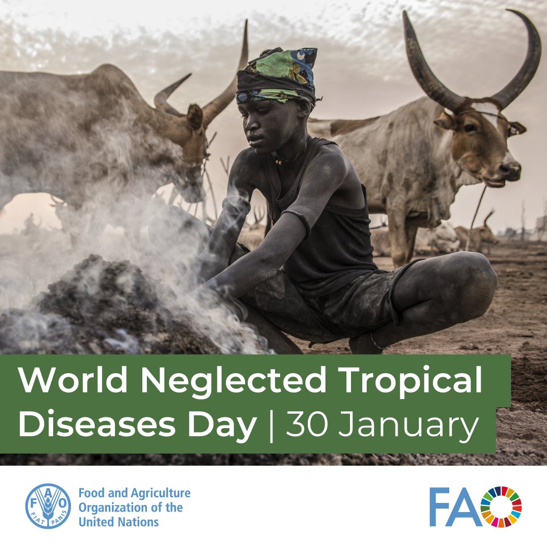 FAOLivestock's tweet photo. .@FAO supports sleeping sickness elimination from Africa by mapping and progressively controlling #tsetseflies and animal #trypanosomosis.

🌍Atlas: https://t.co/uxHgStbVp3
📘Guidelines: https://t.co/9g2S33pOpt

#WorldNTDDay
#OneHealth https://t.co/jdqlyjvLPX