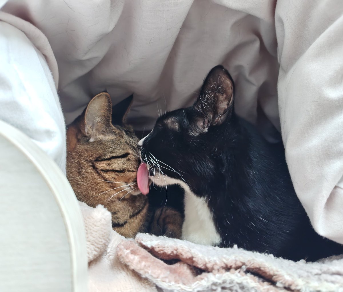shimabuchiimoni's tweet photo. 顔面べろりんちょ
#ハチワレ #キジトラ #猫のいる暮らし https://t.co/IzzhRP8JsY