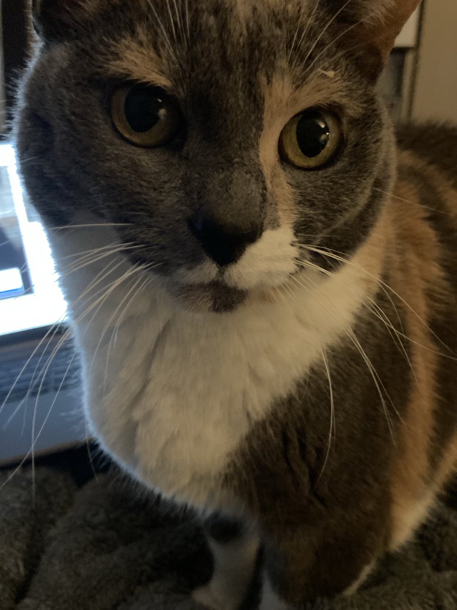 Mocha is in the house tweet media