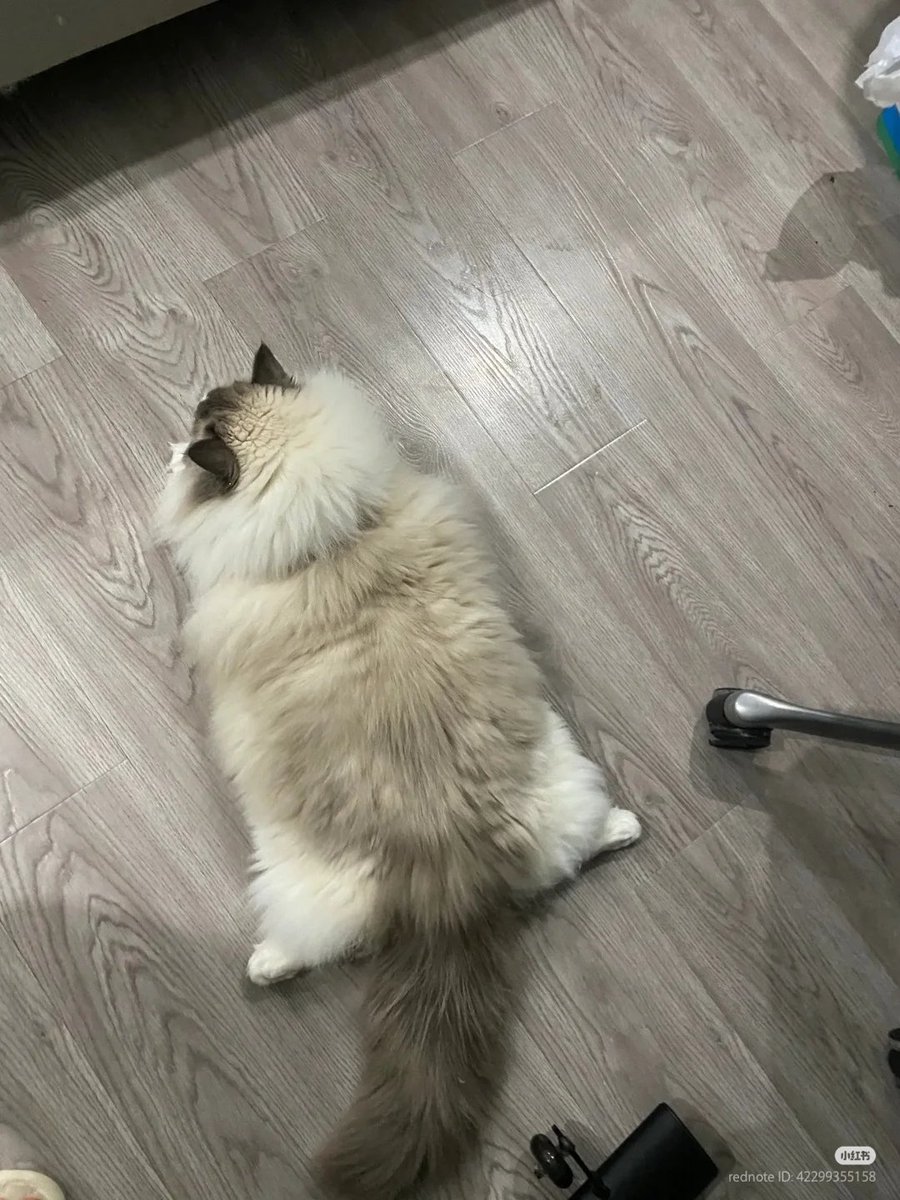 nocontextscats's tweet photo. SPLOOT https://t.co/gjKlGHJcfE