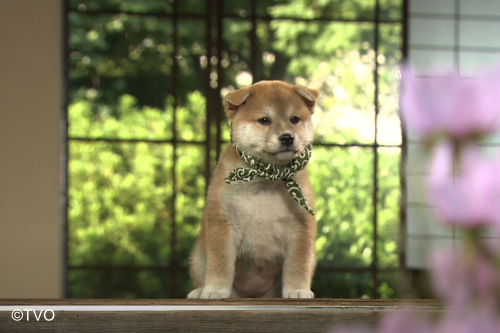 豆助 -Mamesuke- 公式 (@mamesuke_tvo) / Posts / X