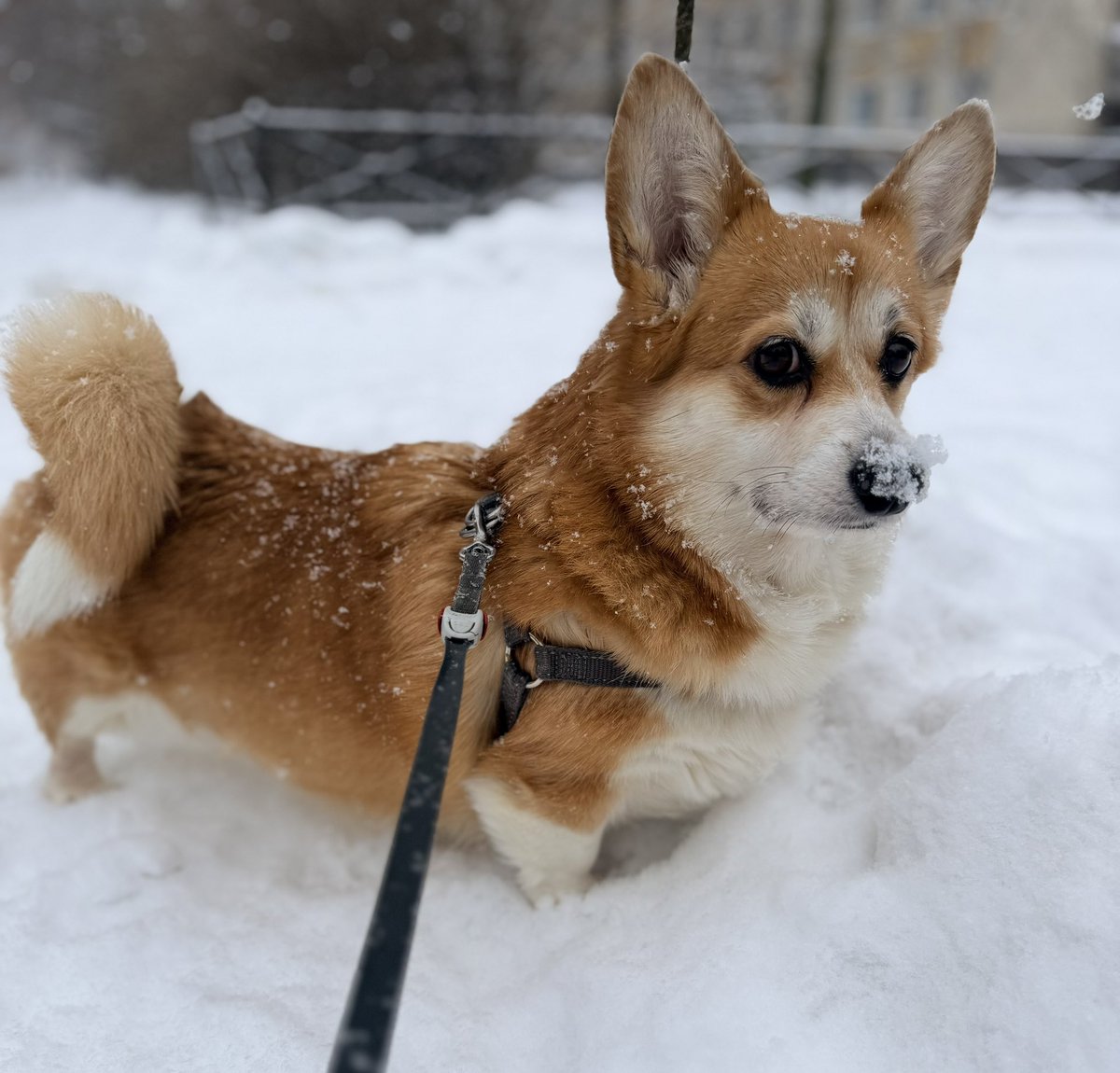 Пять лет назад в этот самый день у меня появилось вот это рыжее чудо. Очень хочется, чтобы время не летело так быстро, а её время тянулось ещё дольше. 🧡🧡🧡