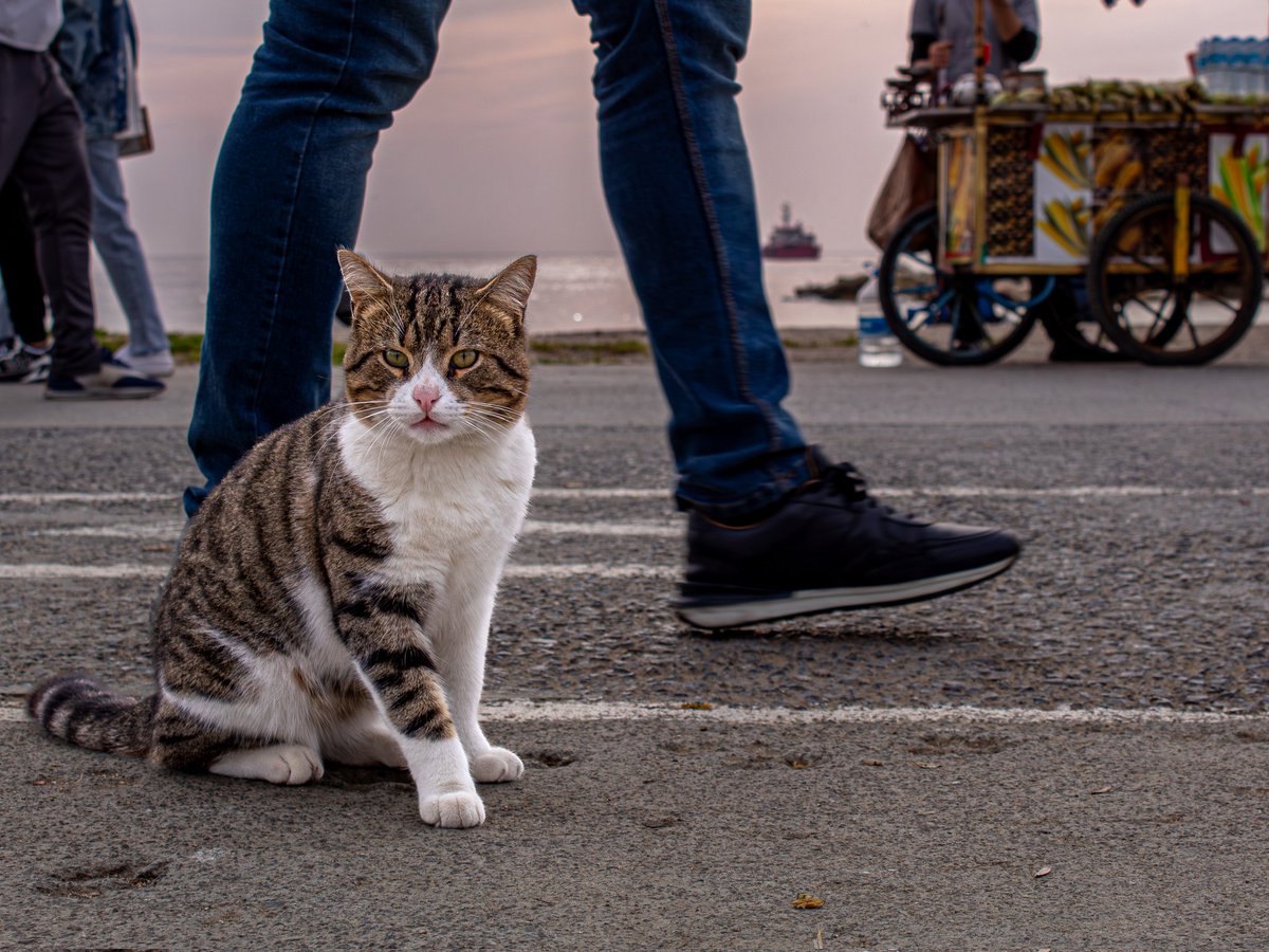 yeşilköy sahili

#photography #straycat #cat #sea #walk 

instagram.com/p/DUIHBCxDUfd/…