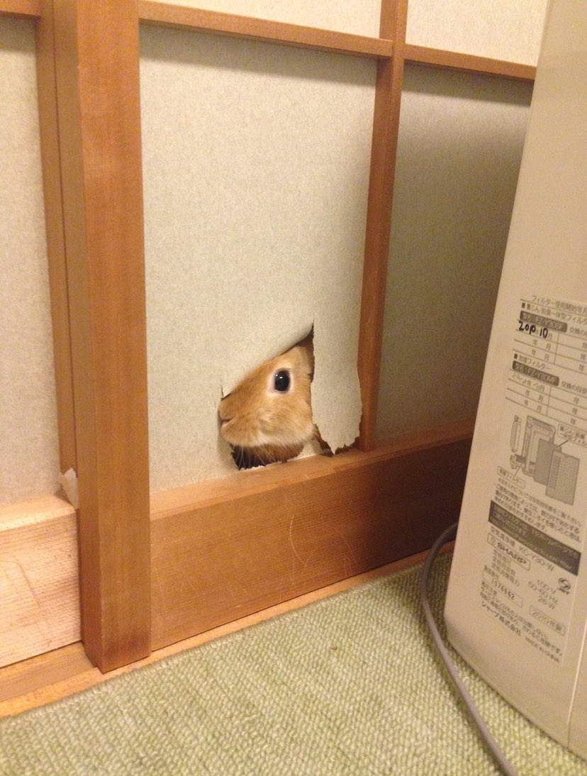 実際やってました🐰