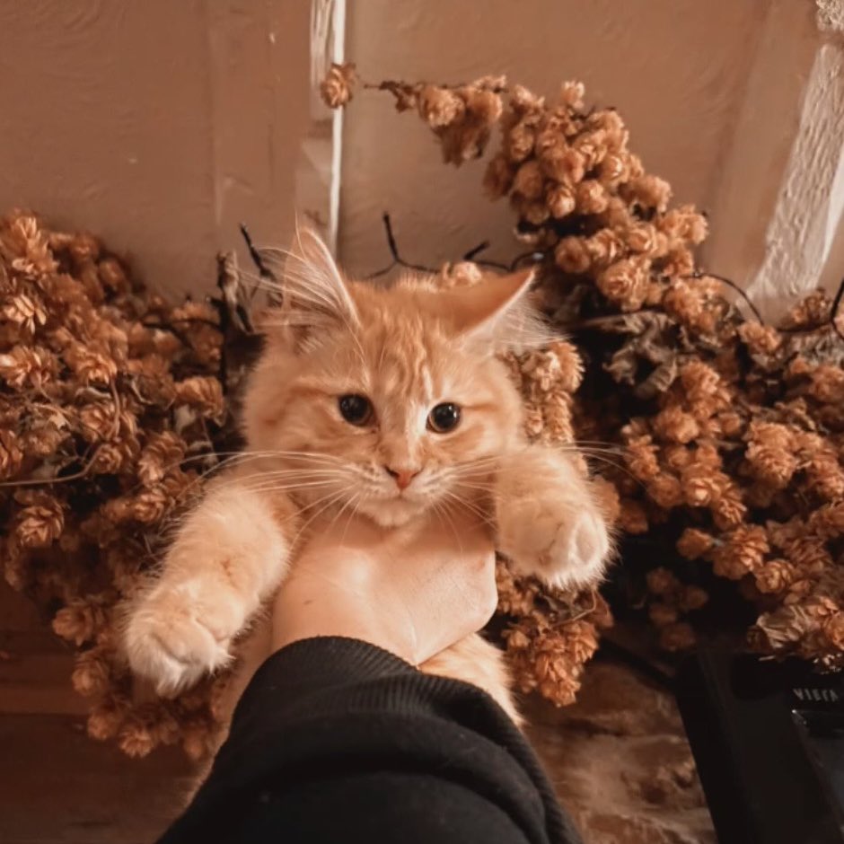_SkywardZelda's tweet photo. Said I’d never get another pet but this is Paprika. She is my baby and has got me through being homeless. I love her https://t.co/fWV1cde393