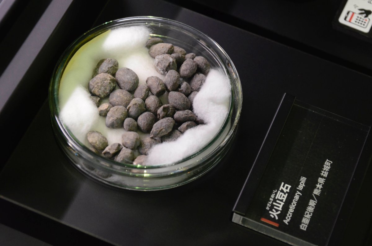 御船町恐竜博物館 tweet media