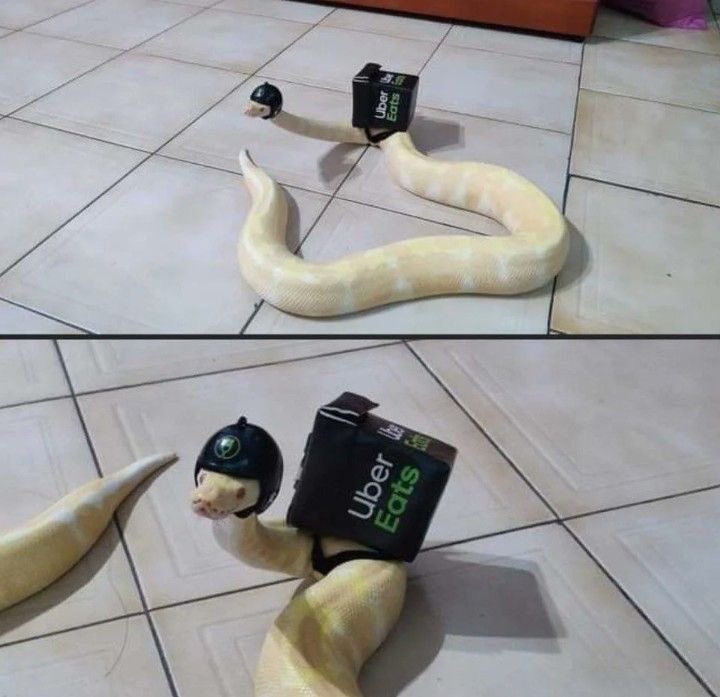 💖 (@twaniimals) on Twitter photo 