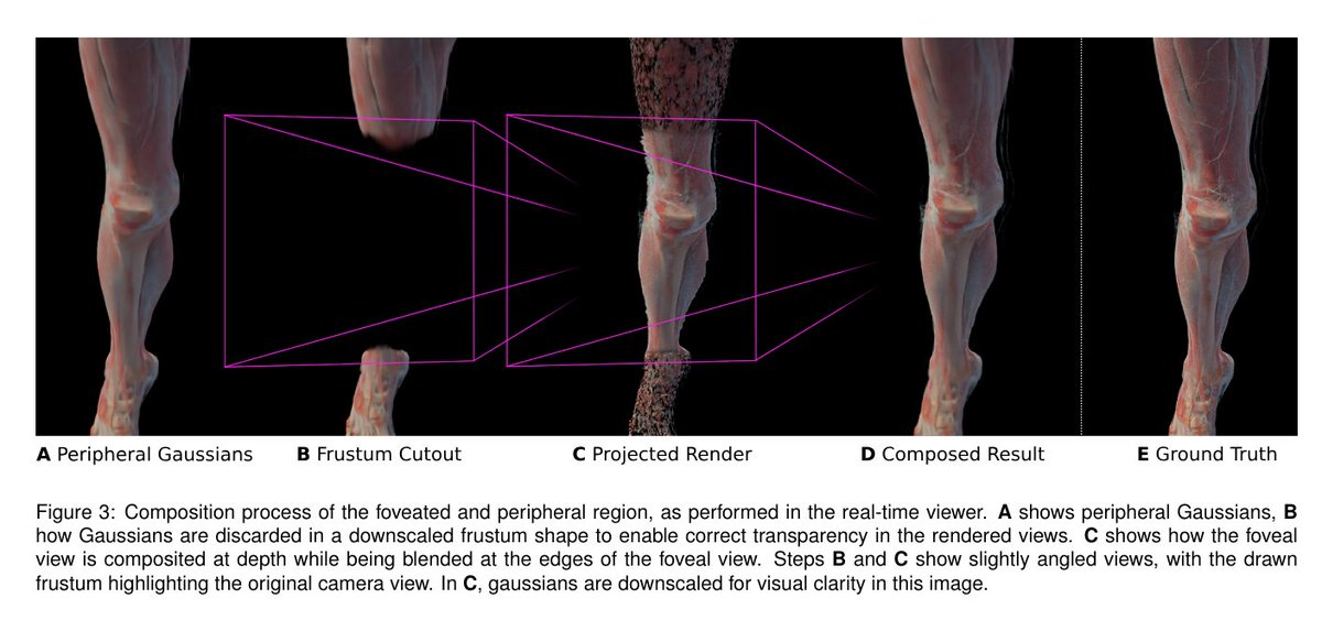 janusch_patas's tweet photo. Hybrid Foveated Path Tracing with Peripheral Gaussians for Immersive Anatomy

Contributions:
• A novel hybrid rendering pipeline for anatomy integrating streamed foveated path tracing and a regenerating 3DGS peripheral cloud model

• A depth-guided reprojection method for the path-traced anatomy to hide latency and decouple render speed from display refresh

• An evaluation exploring interactive peripheral model generation, system performance, and perceptual fidelity compared to standalone path tracing and 3DGS