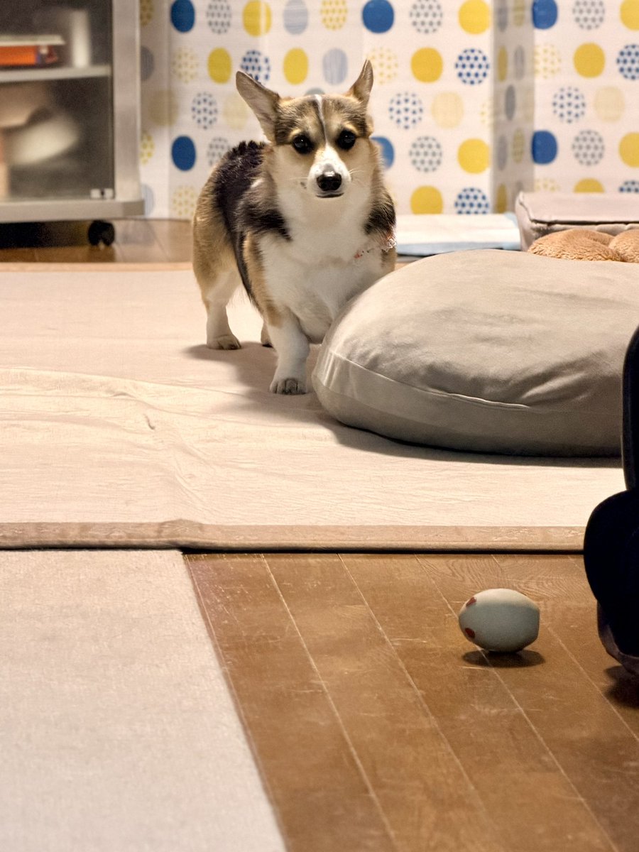 黒コーギーのロボさん (@juntan911rsr) / Posts / X