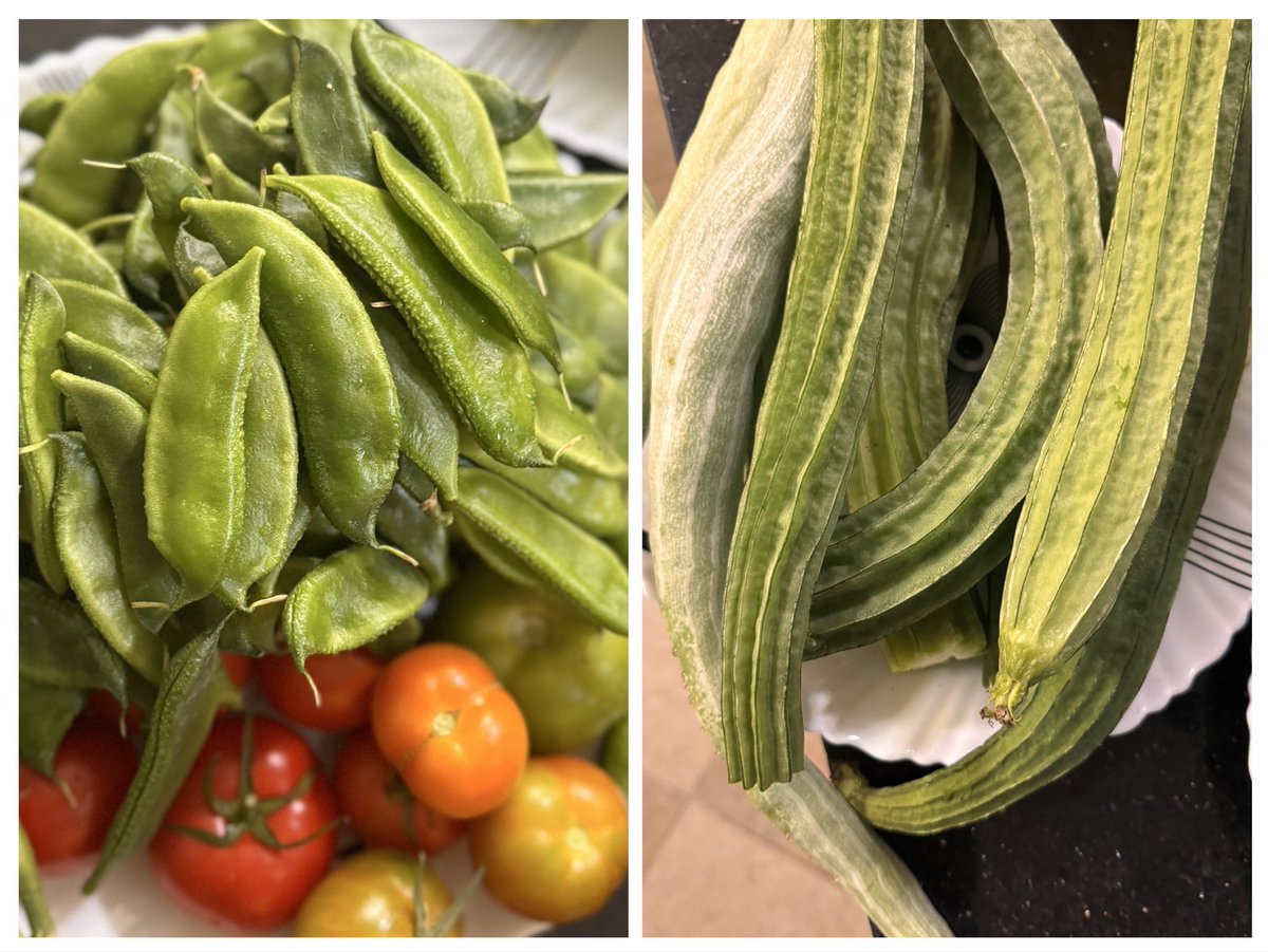 TwitsKEN's tweet image. இன்றைய அறுவடை . #Homegarden