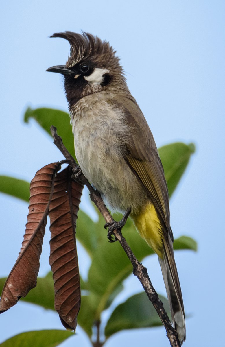 FabGiagnoni's tweet photo. I #bulbul sono #passeri con crestini strafichi diffusi nelle zone tropicali e subtropicali di Africa e Asia. Noti per il loro canto melodioso (spesso chiamati "usignoli dell'Est" in #poesia), sono #uccelli frugivori, adattabili e comuni anche in ambienti urbani.

#Animali #Birds https://t.co/Imas0wkmkC