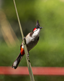 FabGiagnoni's tweet photo. I #bulbul sono #passeri con crestini strafichi diffusi nelle zone tropicali e subtropicali di Africa e Asia. Noti per il loro canto melodioso (spesso chiamati "usignoli dell'Est" in #poesia), sono #uccelli frugivori, adattabili e comuni anche in ambienti urbani.

#Animali #Birds https://t.co/Imas0wkmkC