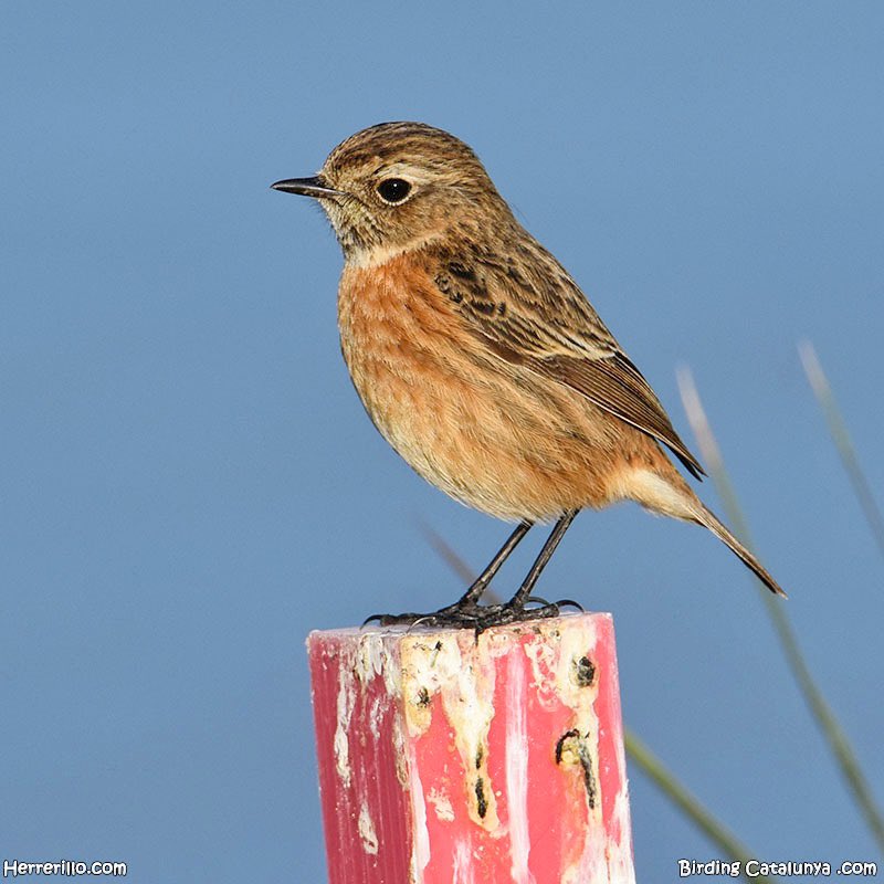 Birding Catalunya tweet media