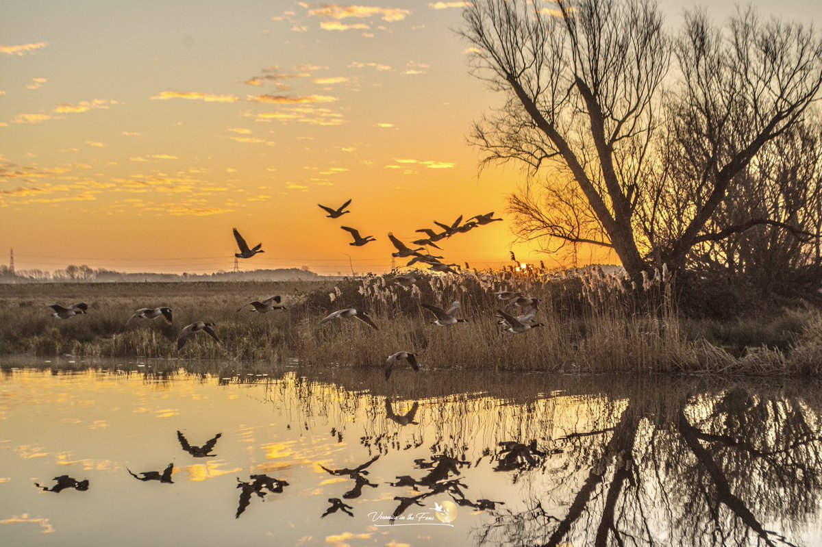 Veronica in the Fens 🧚🏼♀️ My Heart in Nature tweet media