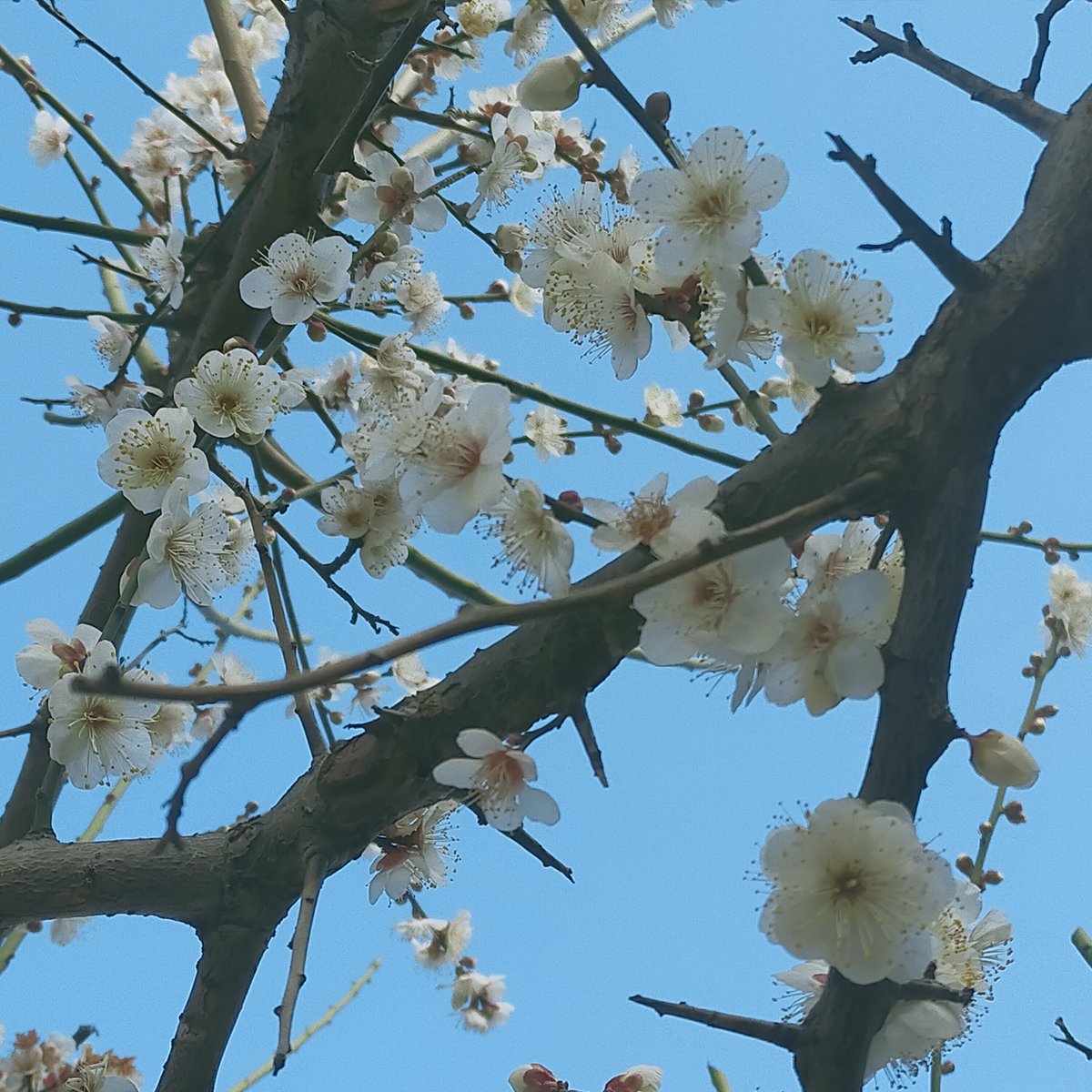 晩酌 銀紋からのお知らせ🏮
1月30日(金)本日18時開店23時半ラストオーダーです。
お久しぶりの豚ばら串をお好みの味(塩・たれ・スパイス・麻辣)でどうぞ❣️
あたたまるお通しご用意してお待ちしております🙇♨️