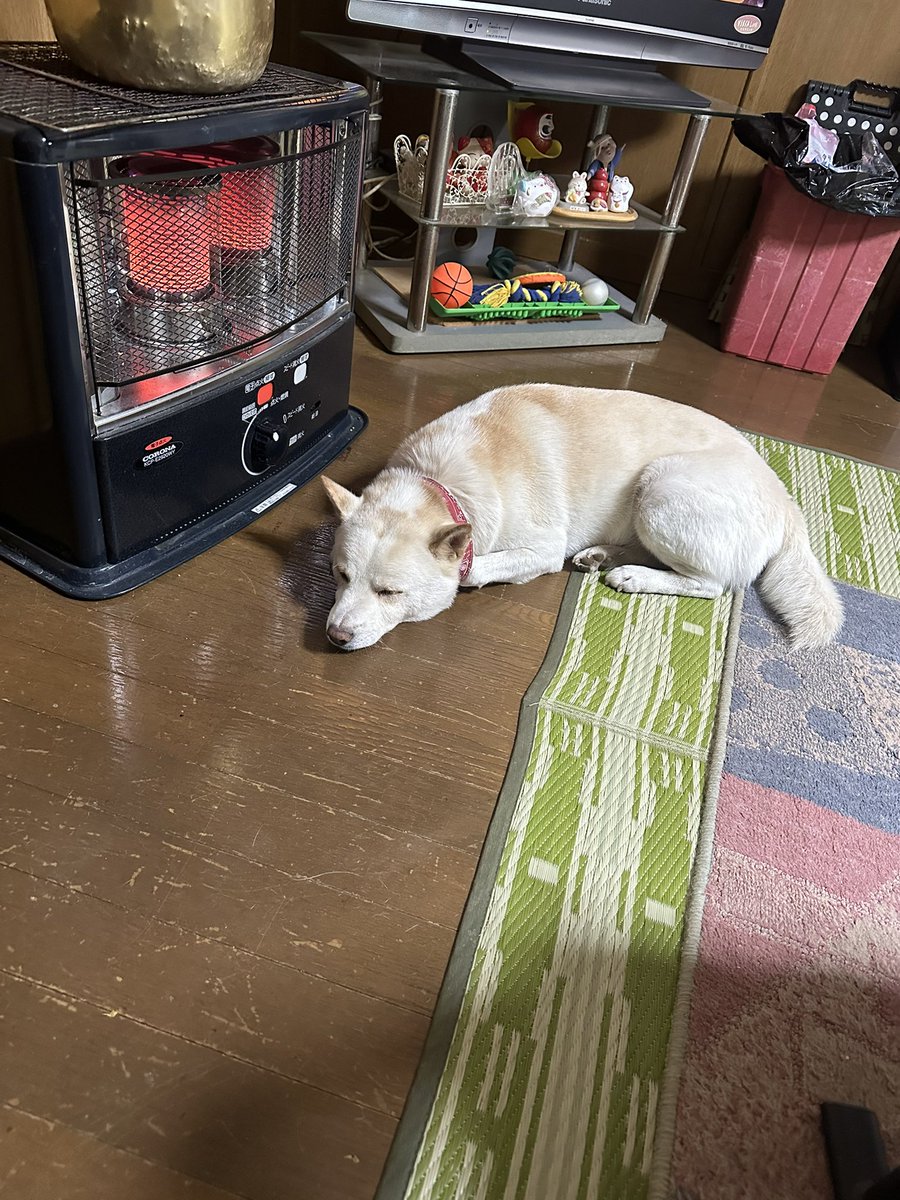 あったか幸せがここにいる

けど、ストーブに近づきすぎるから離れて下さい。