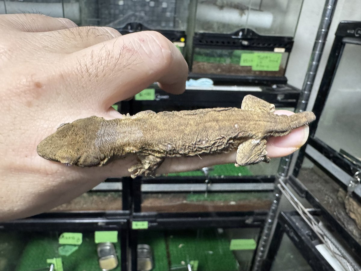 Reptile shop Listy Lizards List(ジャイゲコ部) tweet media