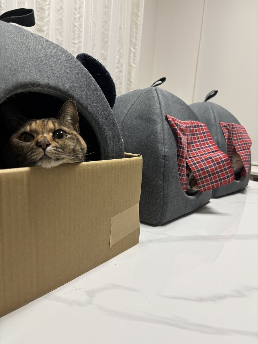 猫のミーニャちゃんねる tweet media