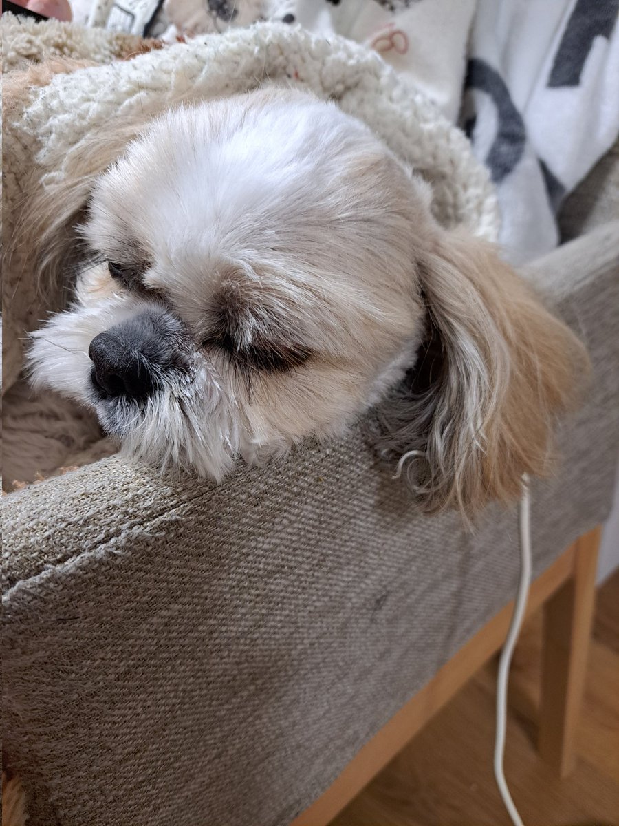 明日に向かって充電開始🔌⚡⚡ #犬好きさんと繋がりたい #鼻ぺちゃ犬