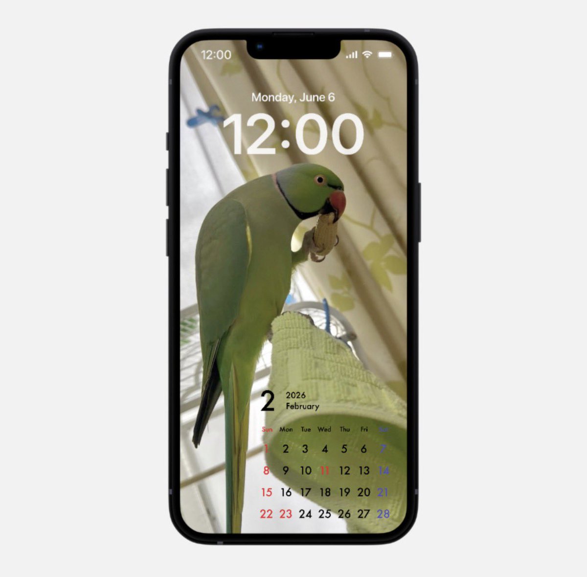 🦜わさびっちょと飼い主ちみこ (@chimiko_) / Posts / X