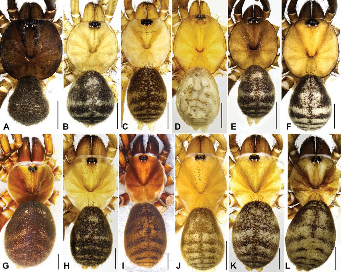 Five new #species of the trapdoor #spider genus 𝘓𝘢𝘵𝘰𝘶𝘤𝘩𝘪𝘢 are described from southern China.

Find out more here: doi.org/10.3897/zookey…

#taxonomy #spiders #newspecies