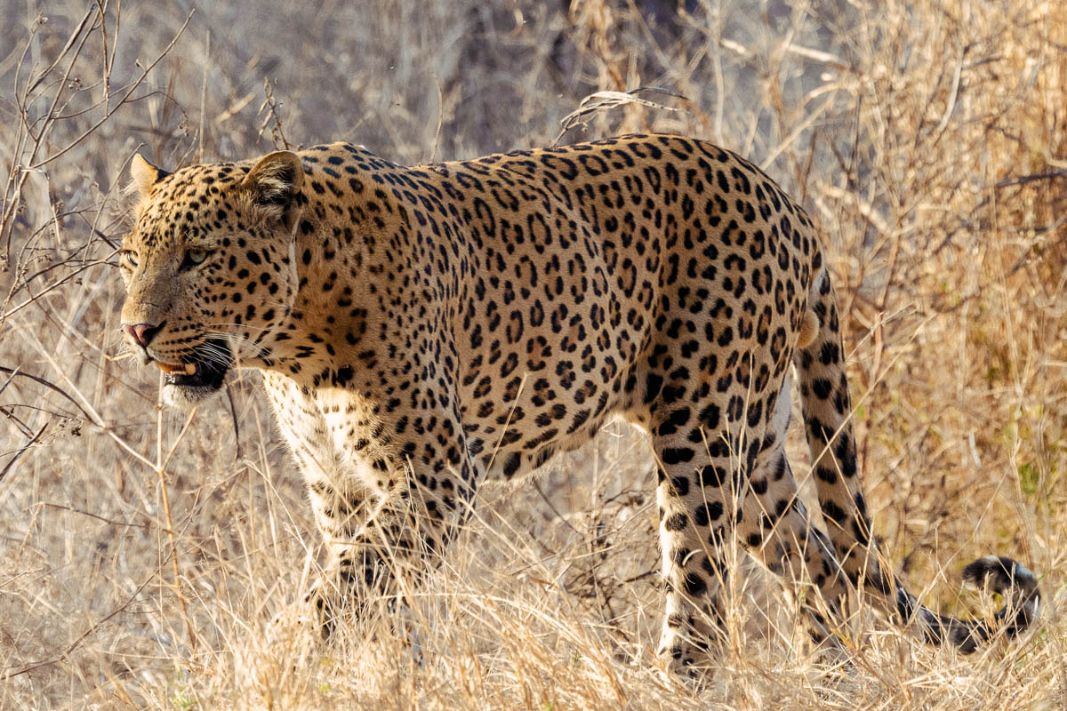 wildgirish's tweet photo. QP/Share something fierce #FierceFriday
โI am not scary, I am strategically intense.โ โthis Leopard ๐ #WildEarth #theme_pic_India https://t.co/HPqHs7Nw2Z