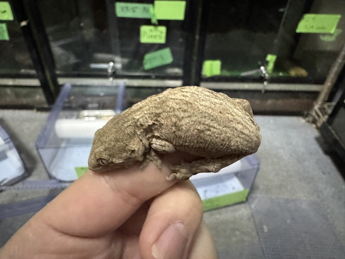 Reptile shop Listy Lizards List(ジャイゲコ部) tweet media